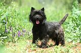 CAIRN TERRIER 580